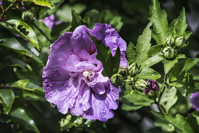 Close-up of purple flowering plant