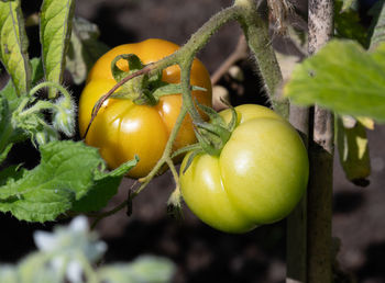 Close-up of tomatoes
