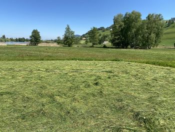 Scenic view of field against clear sky