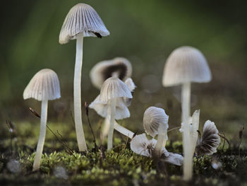 Close-up of mushroom growing on field