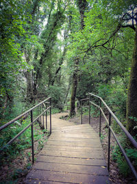 Footpath amidst trees in forest