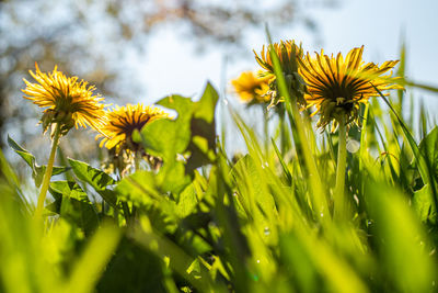 Close-up of yellow flowering plant on field