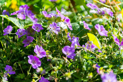 Close-up of purple flowering plants