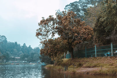 Trees by lake against sky