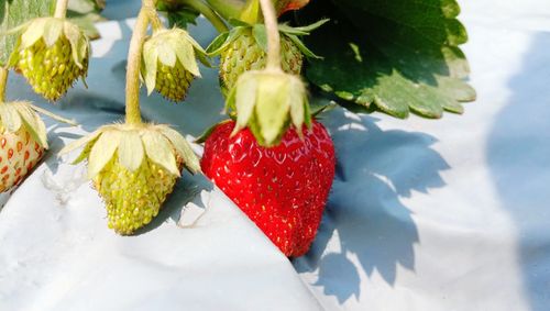 High angle view of strawberries