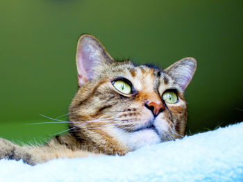 Close-up of cat looking up