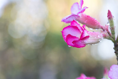 Close-up of wet pink rose flower