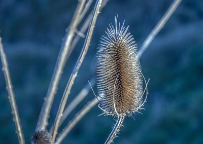 Close-up of plant against blurred background