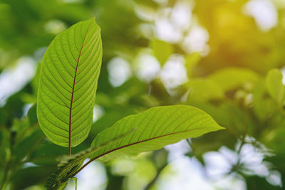 Close-up of green leaves