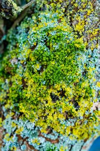 Full frame shot of moss growing on tree trunk