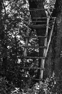 Low angle view of trees in forest