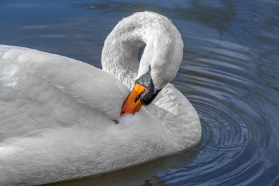 Close-up of swan swimming in lake