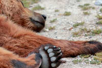 Close-up of brown bear relaxing on field
