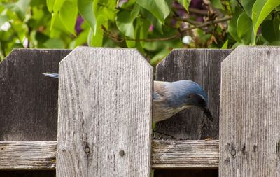 Close-up of wooden plank