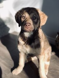 Portrait of dog looking at camera