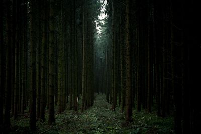 Trees growing in forest