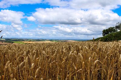 Scenic view of wheat field against cloudy sky