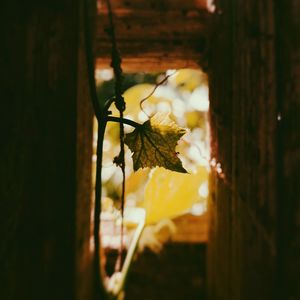 Close-up of maple leaf during autumn