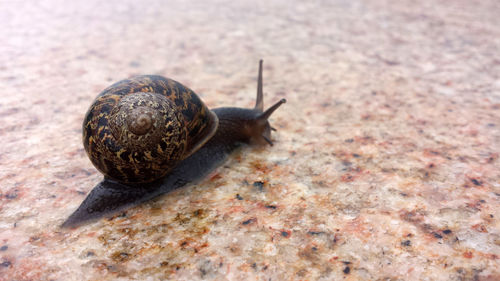 Snail moving along textured surface