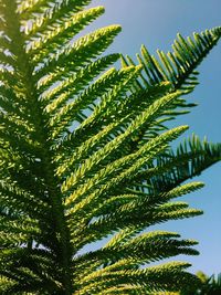 Close-up of palm tree leaves against sky