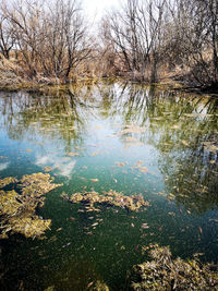 Reflection of trees in lake