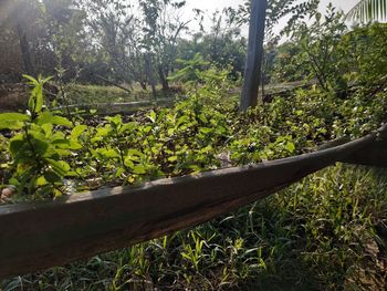 Close-up of plants growing on land