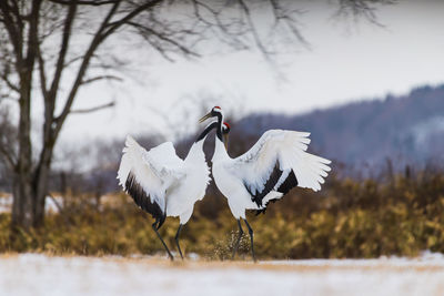 Cranes on field