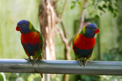 Close-up of parrots perching on railing