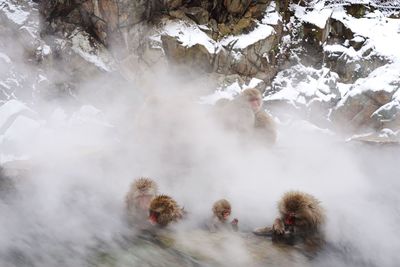 Monkeys on mountain during winter