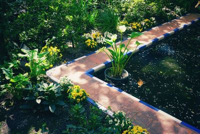 High angle view of flowering plants in garden