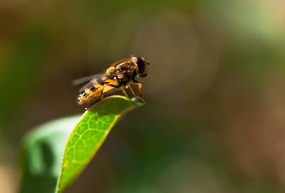 Close-up of insect on plant