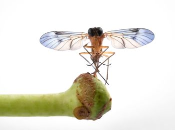 Close-up of insect against white background