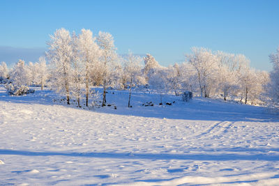 Trees on snow covered field against sky