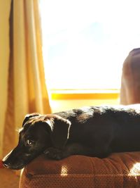 Dog resting at home