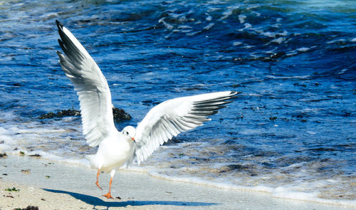 Seagulls flying over sea