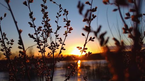 Close-up of silhouette plants against sky during sunset