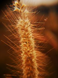 Close-up of dandelion plant