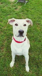 Portrait of dog on grassy field