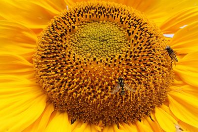 Close-up of bee on sunflower