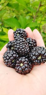 Close-up of hand holding fruit