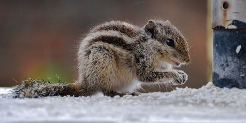 Close-up of squirrel