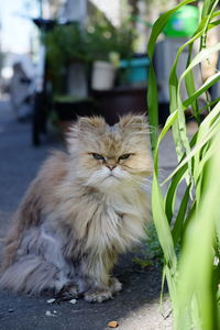 Portrait of cat sitting outdoors