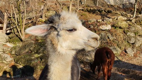 High angle view of two cats on field