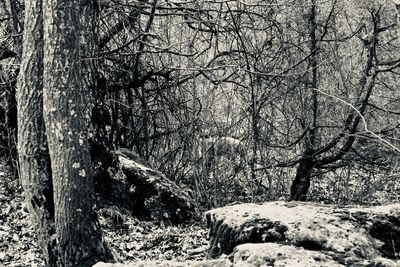 Trees in forest during winter