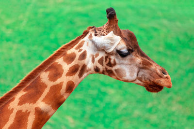 Portrait of a giraffe on a green background . cute wild animal with long neck