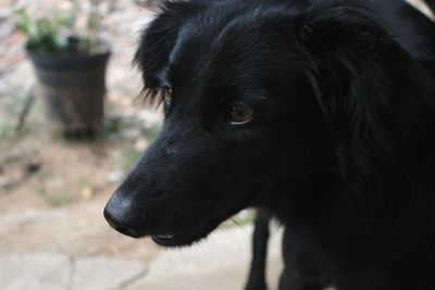 Close-up of black dog
