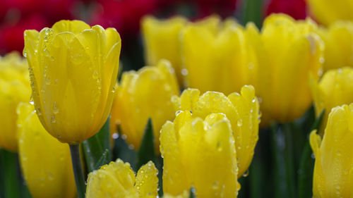 Close-up of yellow flowering plant