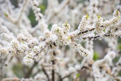 Close-up of white cherry blossom tree