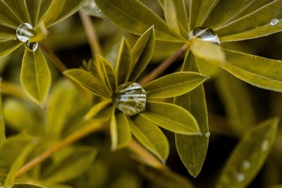 Full frame shot of green plant