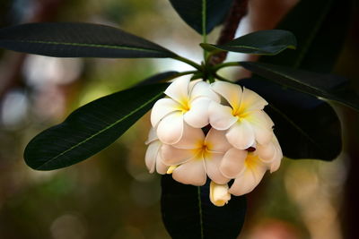 Close-up of frangipanis